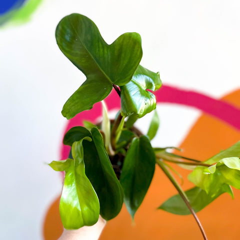 philodendron squamiferum x pedatum Philodendron squamiferum x pedatum 'Florida Green' – Sprouts of Bristol