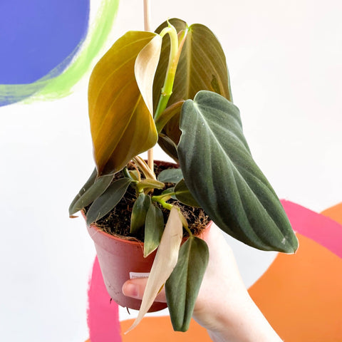 philodendron gigaa Philodendron gigas – Sprouts of Bristol