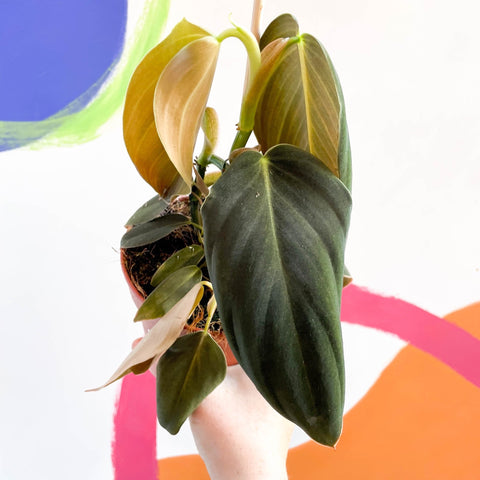 philodendron gracile Philodendron gigas – Sprouts of Bristol