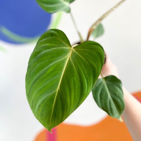 philodendron gloriosum uk Philodendron gloriosum – Sprouts of Bristol