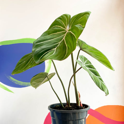 philodendron gloriosum seedling Philodendron gloriosum – Sprouts of Bristol
