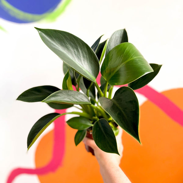 mister plants Vintage Plant Mister