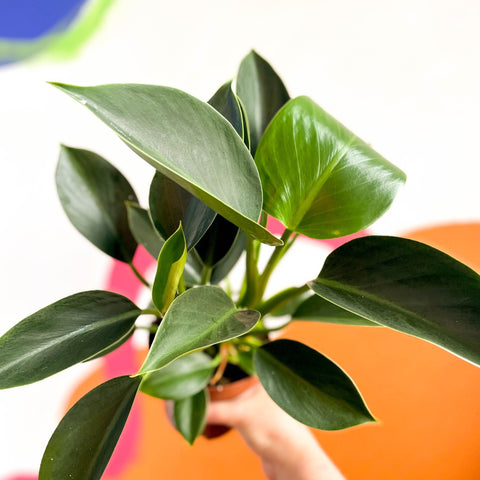 philodendron green princess large Philodendron 'Green Princess' – Sprouts of Bristol