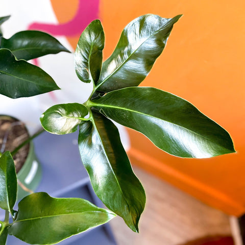 green wonder philodendron Philodendron 'Green Wonder' – Sprouts of Bristol