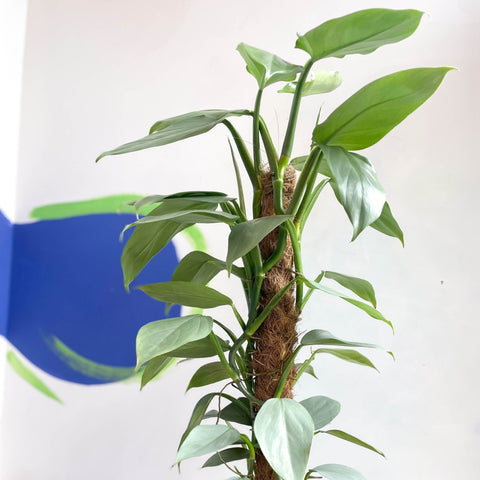 philodendron hastatum pflege Philodendron hastatum 'Silver Queen' – Sprouts of Bristol