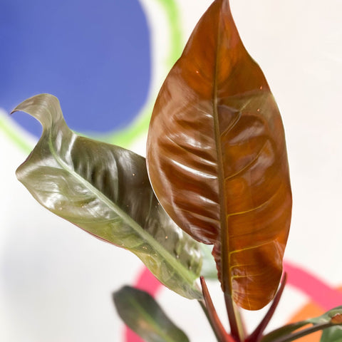 Philodendron 'Imperial Red' - Sprouts of Bristol