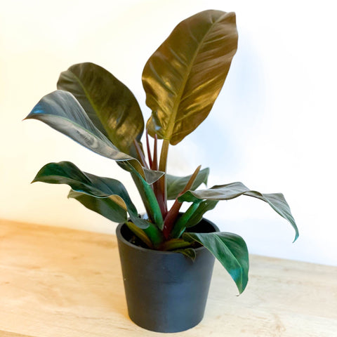 philodendron imperial red uk Philodendron erubescens 'Imperial Red' – Sprouts of Bristol