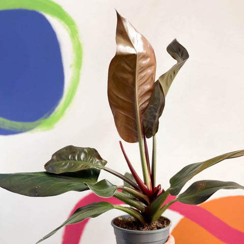 philodendron imperial red wikipedia Philodendron erubescens 'Imperial Red' – Sprouts of Bristol