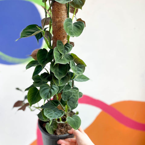 philodendron lupinum for sale Philodendron lupinum – Sprouts of Bristol