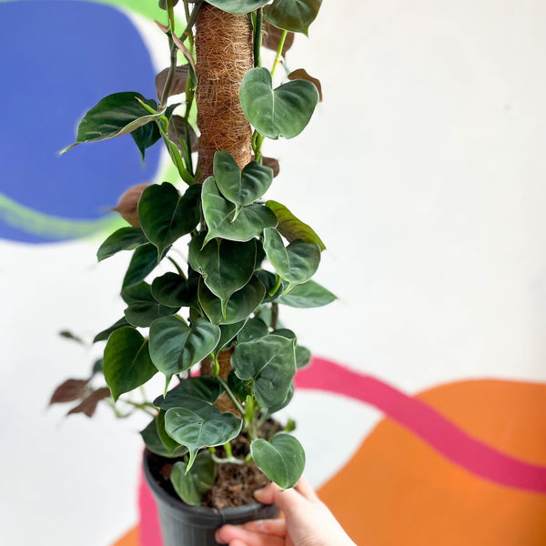 philodendron climbing post Philodendron lupinum – Sprouts of Bristol