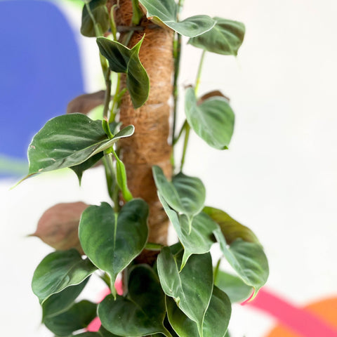 philodendron lupinum Philodendron lupinum – Sprouts of Bristol