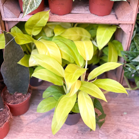 philodendron malay Philodendron 'Malay Gold' – Sprouts of Bristol