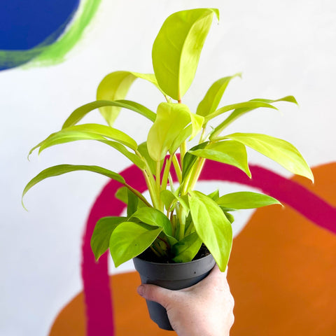 philodendron malay Philodendron 'Malay Gold' – Sprouts of Bristol