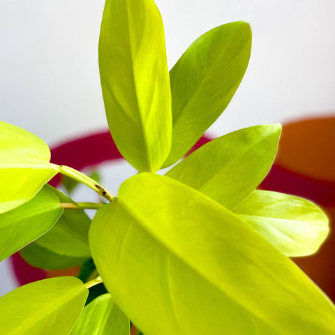 malay gold philodendron care Philodendron 'Malay Gold' – Sprouts of Bristol