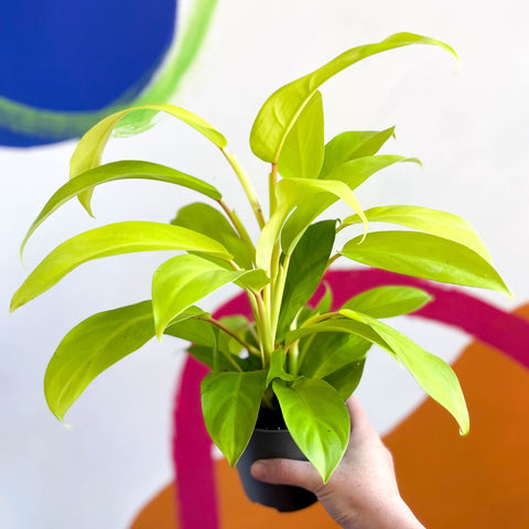 philodendron malay gold Philodendron 'Malay Gold' – Sprouts of Bristol
