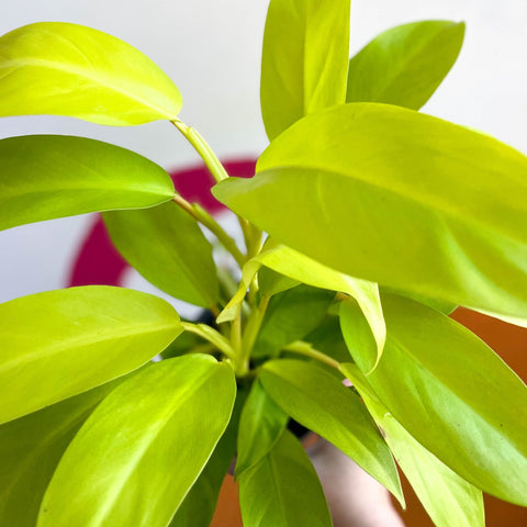 philodendron malay gold Philodendron 'Malay Gold' – Sprouts of Bristol
