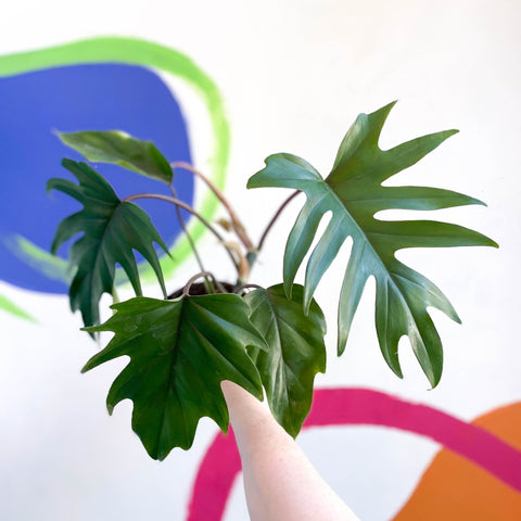 philodendron mayoi Philodendron mayoi – Sprouts of Bristol