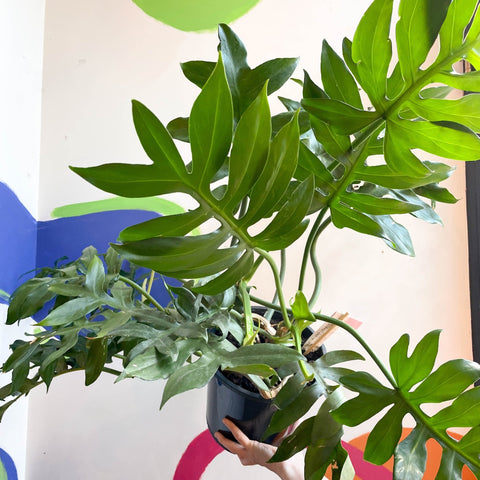 philodendron elegans vs mayoi Philodendron mayoi – Sprouts of Bristol