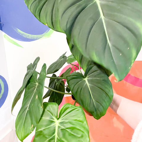 philodendron mcdowell Philodendron 'McDowell' – Sprouts of Bristol