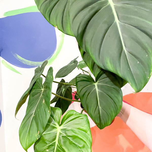 Philodendron 'McDowell' – Sprouts of Bristol
