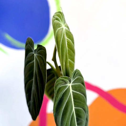 philodendron melanochrysum uk Philodendron melanochrysum – Sprouts of Bristol