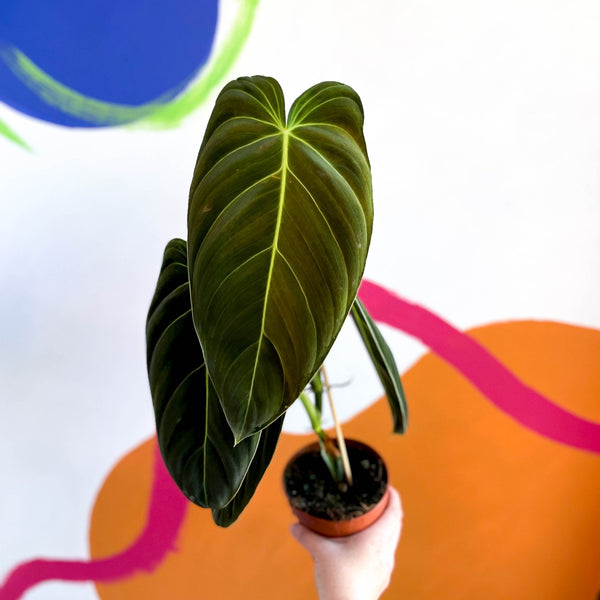 Philodendron melanochrysum – Sprouts of Bristol