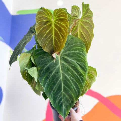 philodendron verrucosum x melanochrysum Philodendron melanochrysum x verrucosum 'Splendid' – Sprouts of Bristol