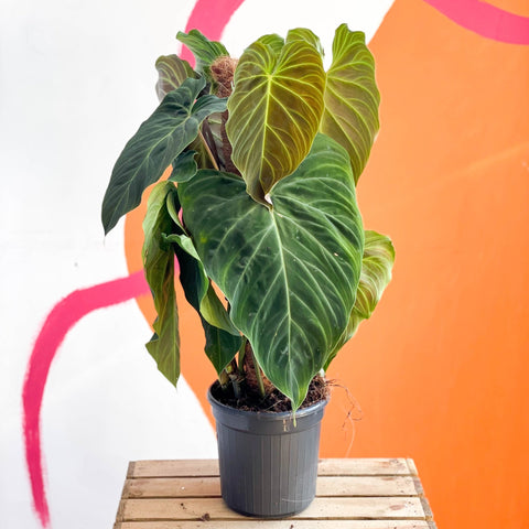 philodendron verrucosum melanochrysum hybrid Philodendron melanochrysum x verrucosum 'Splendid' – Sprouts of Bristol