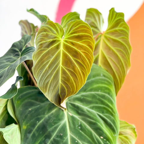 philodendron melano x verru Philodendron melanochrysum x verrucosum 'Splendid' – Sprouts of Bristol