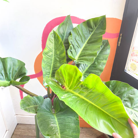 philodendron melinonii vs imperial green Philodendron melinonii – Sprouts of Bristol