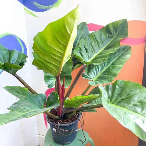 philodendron melinonii price Philodendron melinonii – Sprouts of Bristol