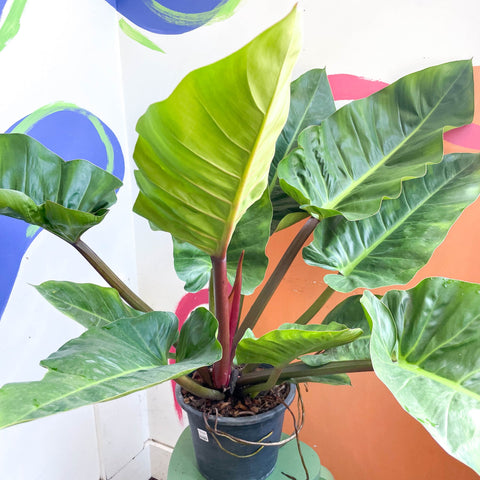 philodendron melinonii care Philodendron melinonii – Sprouts of Bristol