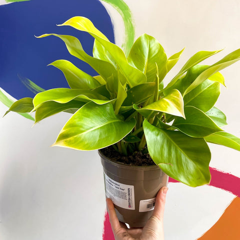 moonshine plant philodendron Philodendron 'Moonshine'