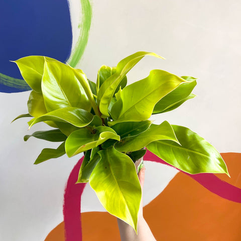 moonshine plant philodendron Philodendron 'Moonshine'
