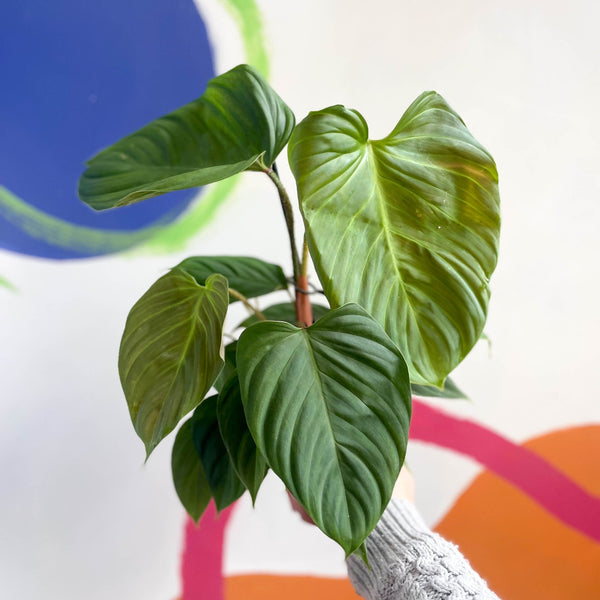 anthurium nangaritense Philodendron nangaritense 'Fuzzy Petiole' – Sprouts of Bristol