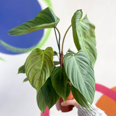 philodendron nangaritense vs fuzzy petiole Philodendron nangaritense 'Fuzzy Petiole' – Sprouts of Bristol