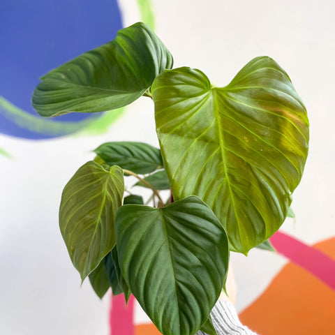philodendron fuzzy petiole climber Philodendron nangaritense 'Fuzzy Petiole' – Sprouts of Bristol