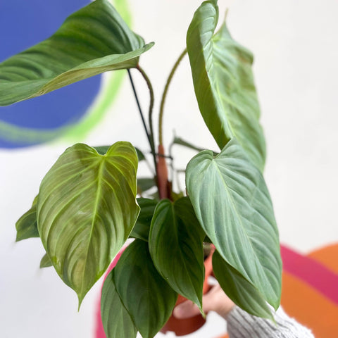 philodendron fuzzy petiole vs nangaritense Philodendron nangaritense 'Fuzzy Petiole' – Sprouts of Bristol