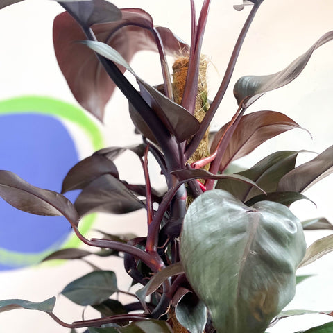 Philodendron 'New Red' - Sprouts of Bristol