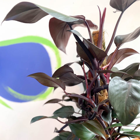 new philodendron Philodendron 'New Red' – Sprouts of Bristol