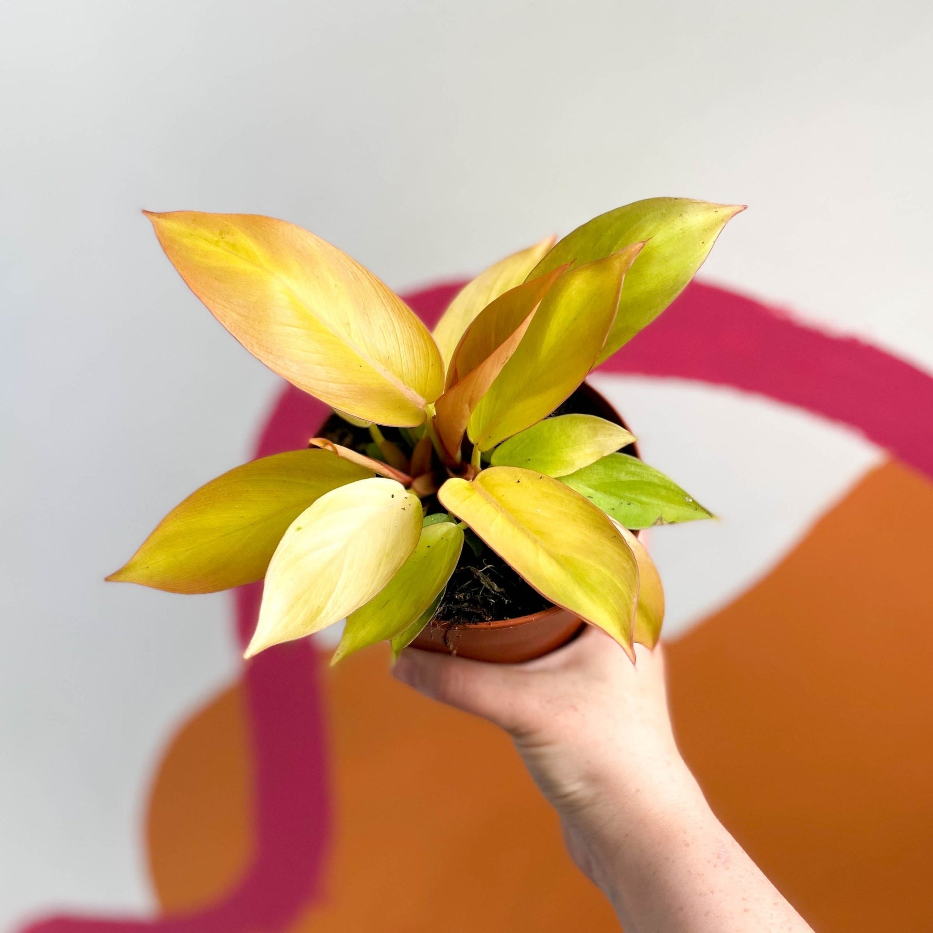 philodendron birkin large Large Philodendron Birkin – Sproutopia main image 1
