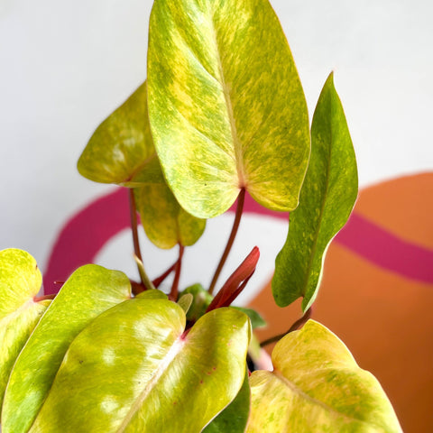 philodendron painted lady uk Philodendron erubescens 'Dama Pintada' – Sprouts of Bristol
