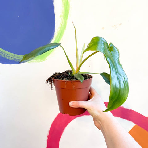 glad hands philodendron care Philodendron pedatum 'Glad Hands' – Sprouts of Bristol