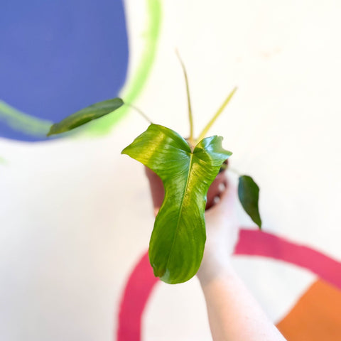 glad hands philodendron care Philodendron pedatum 'Glad Hands' – Sprouts of Bristol