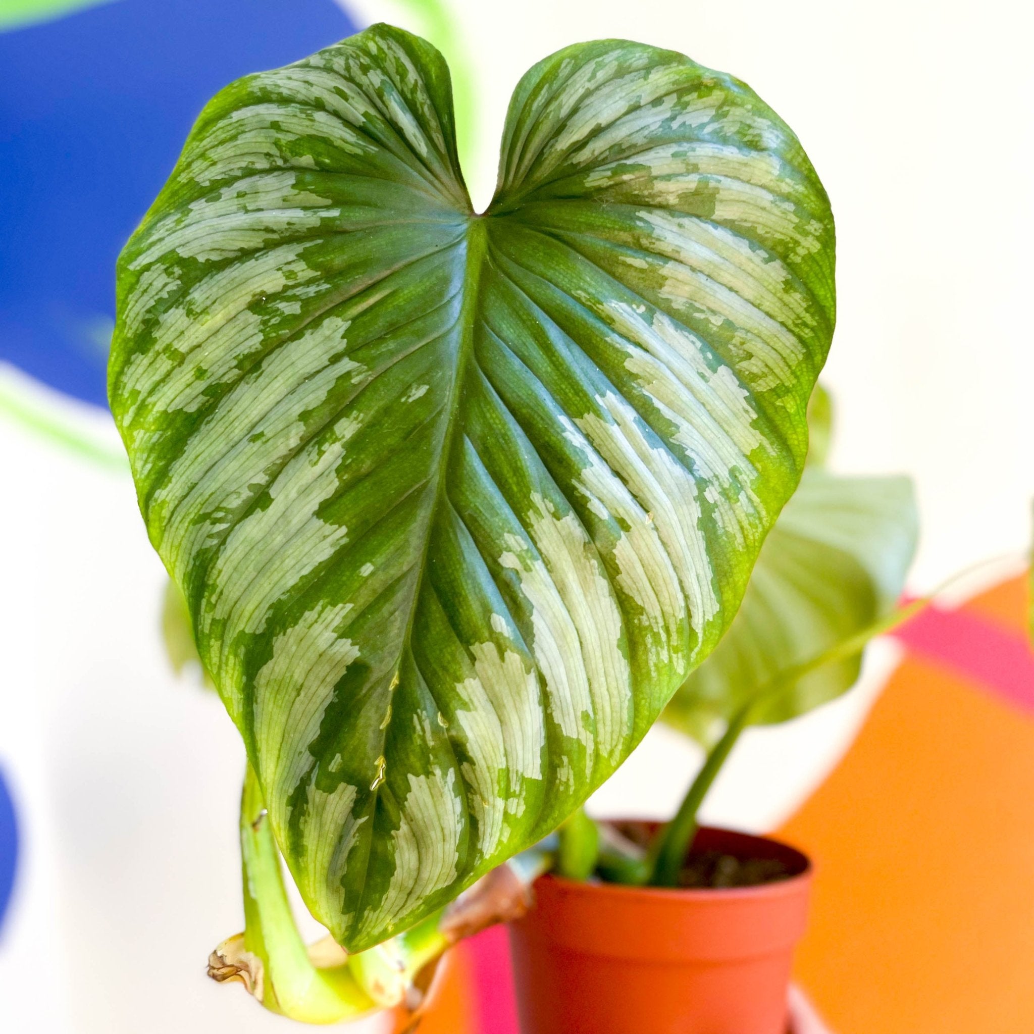 Philodendron 'Plowmanii' 3.5号 Plowmanii - L