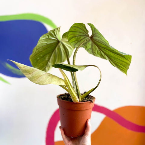 which philodendrons are crawlers Philodendron 'Plowmanii' – Crawling Philodendron – Sprouts of Bristol