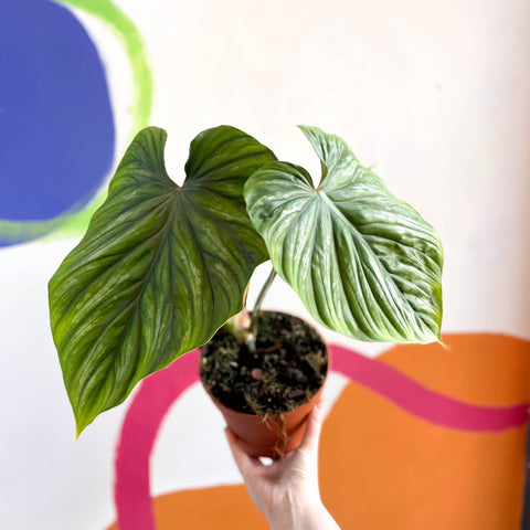 crawling philodendron types Philodendron 'Plowmanii' – Crawling Philodendron – Sprouts of Bristol