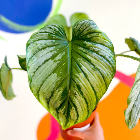 crawling philodendrons Philodendron 'Plowmanii' – Crawling Philodendron – Sprouts of Bristol