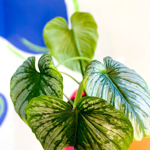 philodendron plowmanii uk Philodendron 'Plowmanii' – Crawling Philodendron – Sprouts of Bristol