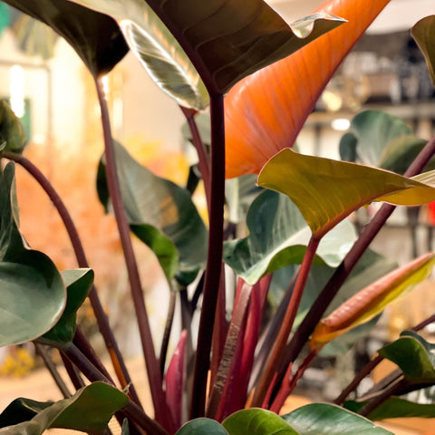 Philodendron 'Red Beauty' - Sprouts of Bristol
